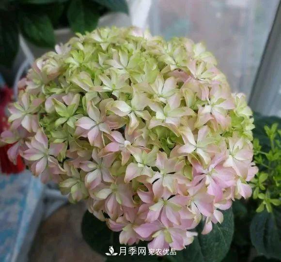 陽(yáng)臺(tái)小怎么辦？推薦8種微型荷蘭陽(yáng)臺(tái)月季，好看又好養(yǎng)！(圖22)