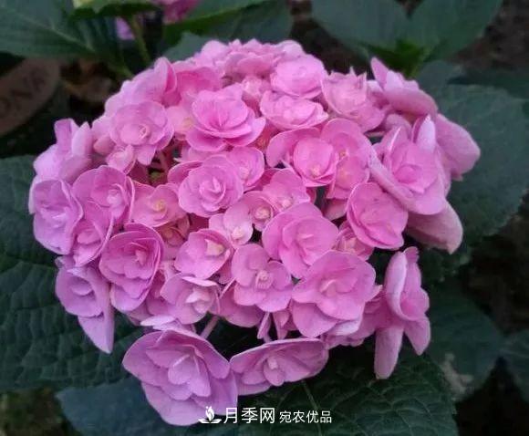 陽(yáng)臺(tái)小怎么辦？推薦8種微型荷蘭陽(yáng)臺(tái)月季，好看又好養(yǎng)！(圖23)