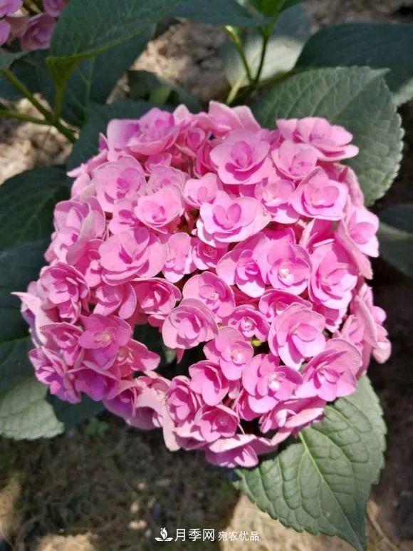 陽(yáng)臺(tái)小怎么辦？推薦8種微型荷蘭陽(yáng)臺(tái)月季，好看又好養(yǎng)！(圖24)
