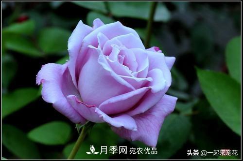 推薦10款藍(lán)紫系月季，總有一款是你喜歡的(圖1)