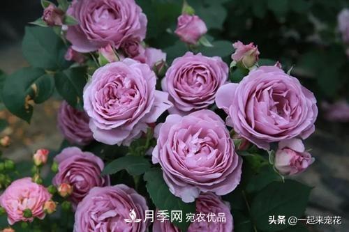 推薦10款藍(lán)紫系月季，總有一款是你喜歡的(圖2)