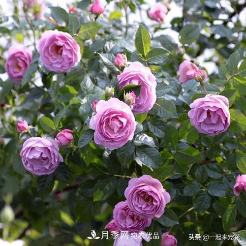 推薦10款藍(lán)紫系月季，總有一款是你喜歡的(圖5)
