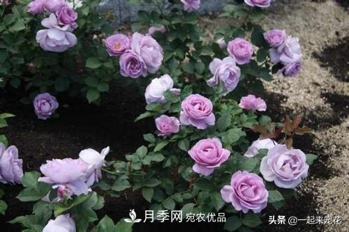 推薦10款藍(lán)紫系月季，總有一款是你喜歡的(圖3)