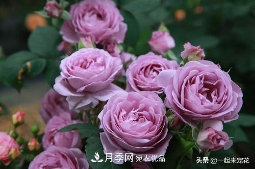 推薦10款藍(lán)紫系月季，總有一款是你喜歡的(圖7)