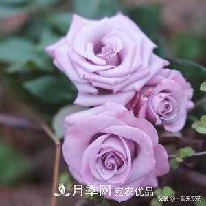 推薦10款藍(lán)紫系月季，總有一款是你喜歡的(圖6)
