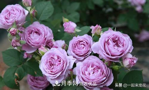 推薦10款藍(lán)紫系月季，總有一款是你喜歡的(圖10)
