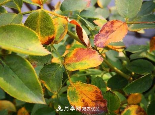 由于肥傷引起的月季黃葉怎么解決？(圖1)