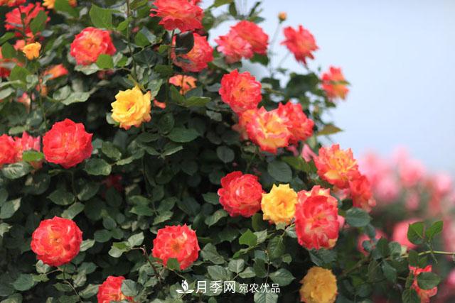 莖蜂、葉蜂如何防治？藤本月季白粉病如何防治？(圖1)