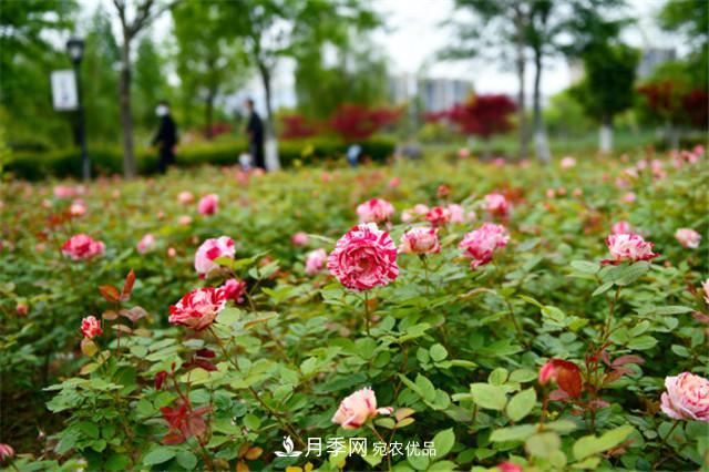 月季薊馬如何防治？黑斑病如何防治？(圖1)