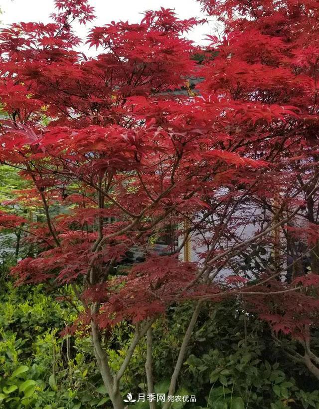 什么紅楓一年四季都紅？(圖1)