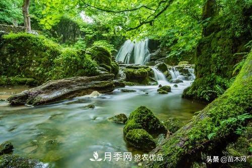 秋季苗木起出后沒及時栽植怎么辦，教你幾招(圖2)