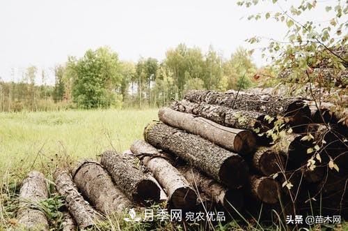 秋季苗木起出后沒及時栽植怎么辦，教你幾招(圖1)