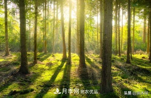 秋季苗木起出后沒及時栽植怎么辦，教你幾招(圖3)