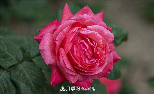 月季花開吐芬芳，南陽月季大美景(圖庫)(圖1)