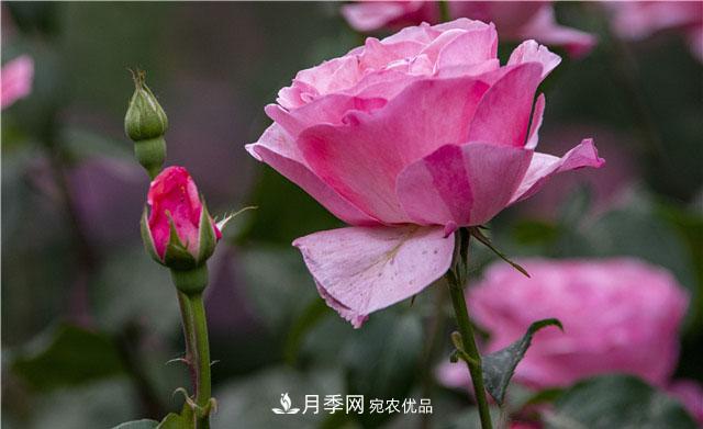 月季花開吐芬芳，南陽月季大美景(圖庫)(圖2)