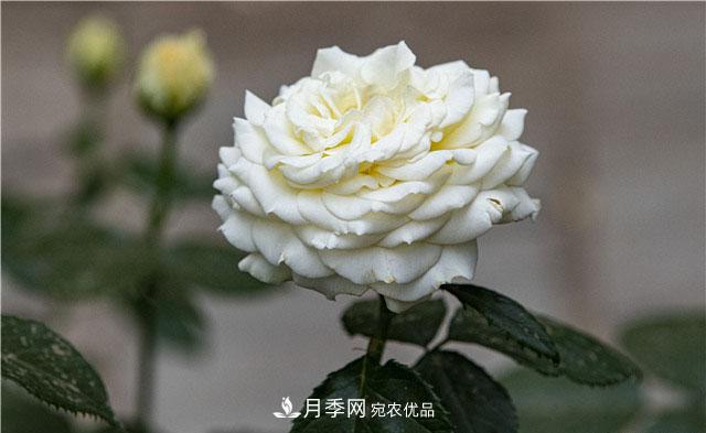 月季花開吐芬芳，南陽月季大美景(圖庫)(圖5)