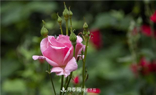 月季花開吐芬芳，南陽月季大美景(圖庫)(圖7)