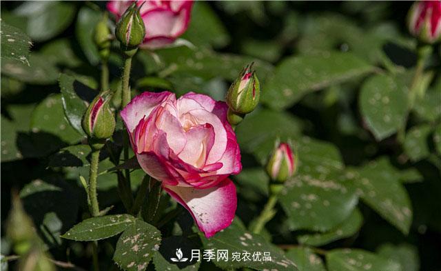 月季花開吐芬芳，南陽月季大美景(圖庫)(圖6)