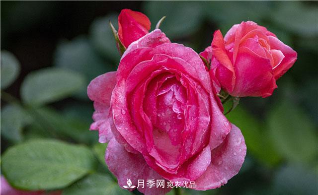 月季花開吐芬芳，南陽月季大美景(圖庫)(圖4)