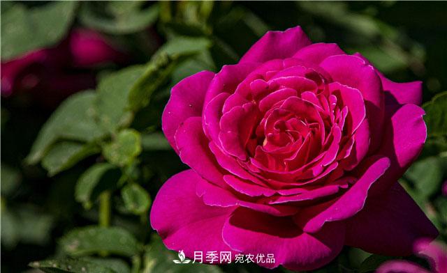 月季花開吐芬芳，南陽月季大美景(圖庫)(圖3)