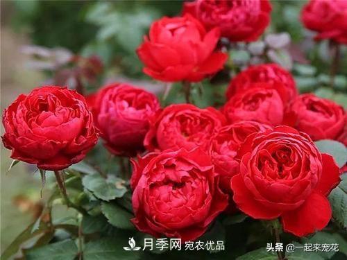 10款紅色系月季推薦，款款驚艷(圖4)