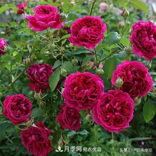 10款紅色系月季推薦，款款驚艷(圖3)