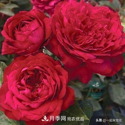 10款紅色系月季推薦，款款驚艷(圖1)