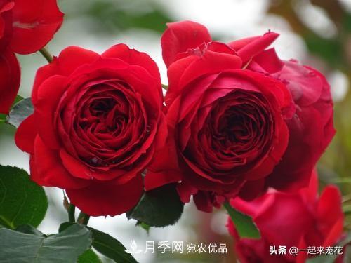 10款紅色系月季推薦，款款驚艷(圖8)