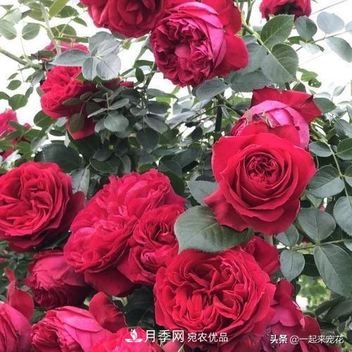 10款紅色系月季推薦，款款驚艷(圖7)