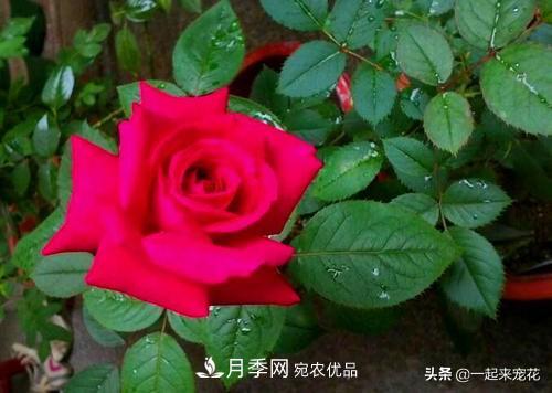 10款紅色系月季推薦，款款驚艷(圖10)