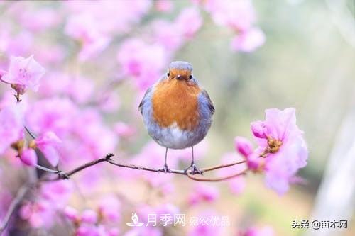 南陽苗木人做好準(zhǔn)備，苗木旺季的腳步正在到來(圖1)