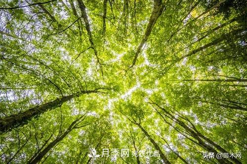 南陽苗木人做好準(zhǔn)備，苗木旺季的腳步正在到來(圖2)