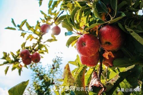 南陽苗木人做好準(zhǔn)備，苗木旺季的腳步正在到來(圖5)