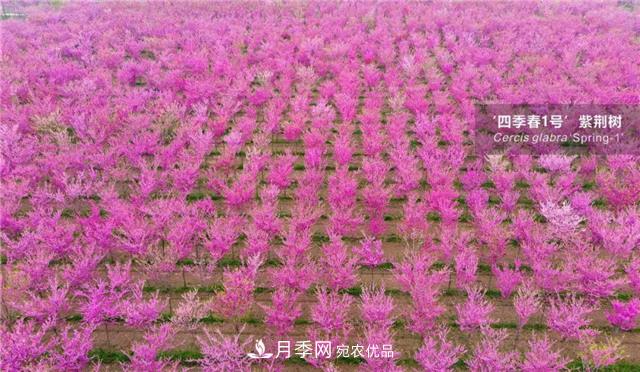 苗木產(chǎn)品的價(jià)格、價(jià)值和供需——三角關(guān)系之動(dòng)態(tài)平衡(圖4)