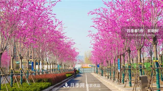 苗木產(chǎn)品的價(jià)格、價(jià)值和供需——三角關(guān)系之動(dòng)態(tài)平衡(圖1)