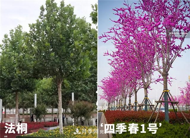 苗木產(chǎn)品的價(jià)格、價(jià)值和供需——三角關(guān)系之動(dòng)態(tài)平衡(圖2)