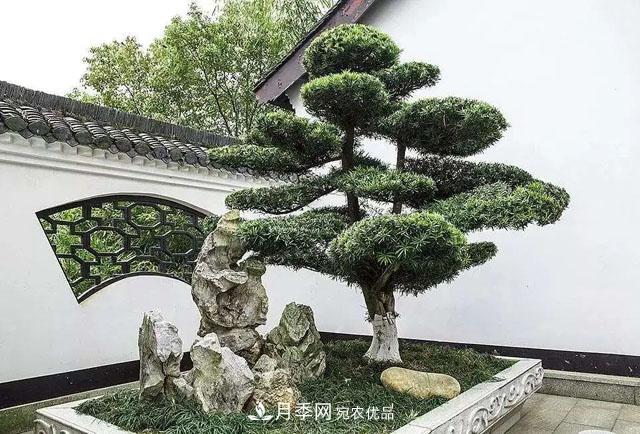 這些5種高端苗木向來就是“搶手貨”，你知道幾個？(圖2)