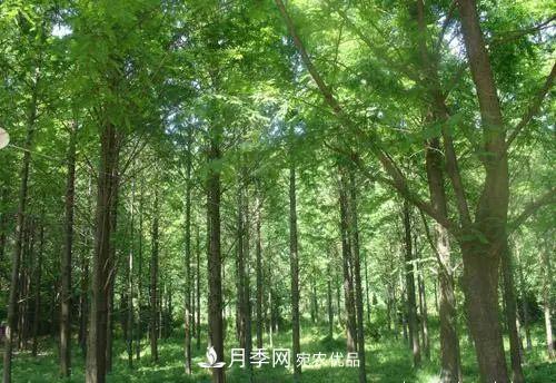 這些5種高端苗木向來就是“搶手貨”，你知道幾個？(圖4)