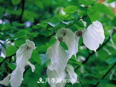 這些5種高端苗木向來就是“搶手貨”，你知道幾個？(圖6)