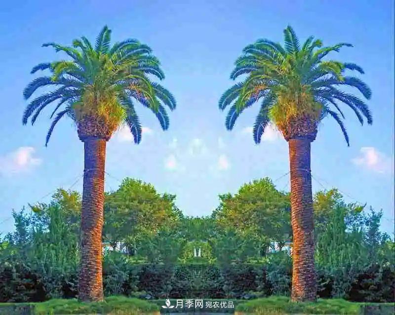 這些5種高端苗木向來就是“搶手貨”，你知道幾個？(圖3)