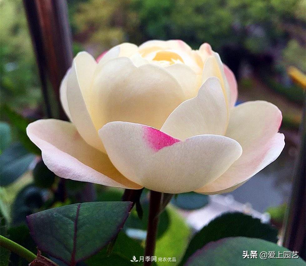 一成不變的月季不是我的菜，“百變女郎”才夠精彩(圖3)