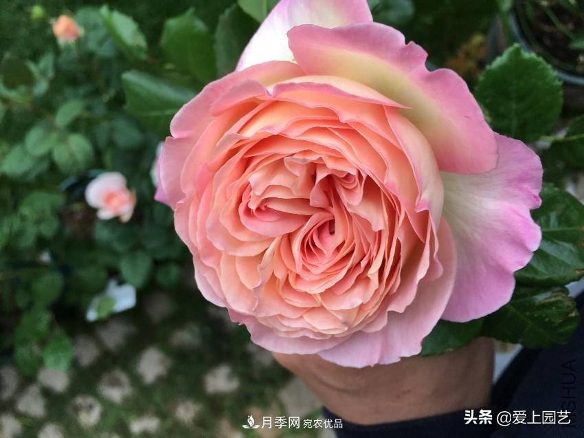 一成不變的月季不是我的菜，“百變女郎”才夠精彩(圖1)