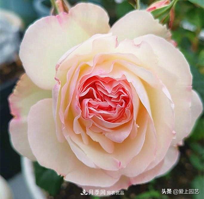 一成不變的月季不是我的菜，“百變女郎”才夠精彩(圖7)
