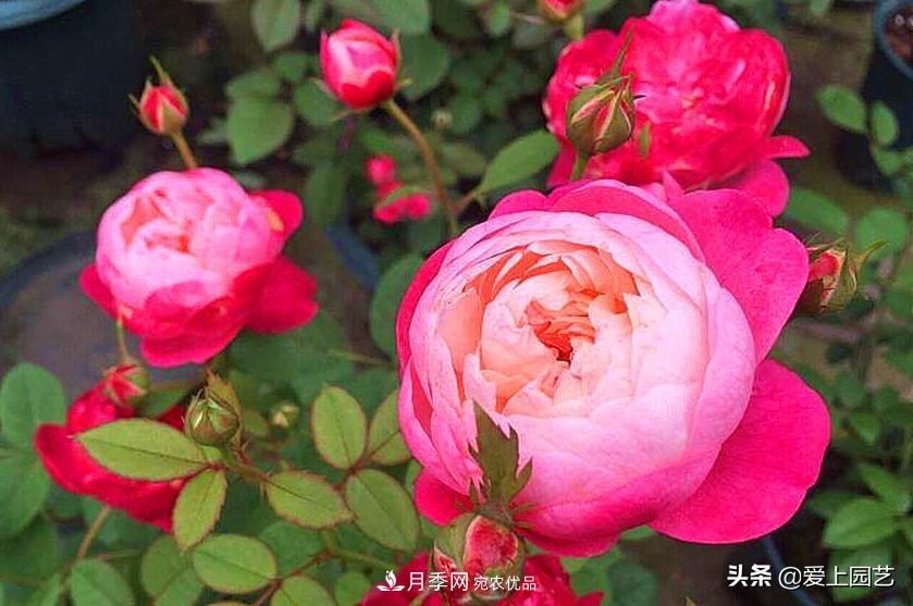 一成不變的月季不是我的菜，“百變女郎”才夠精彩(圖5)