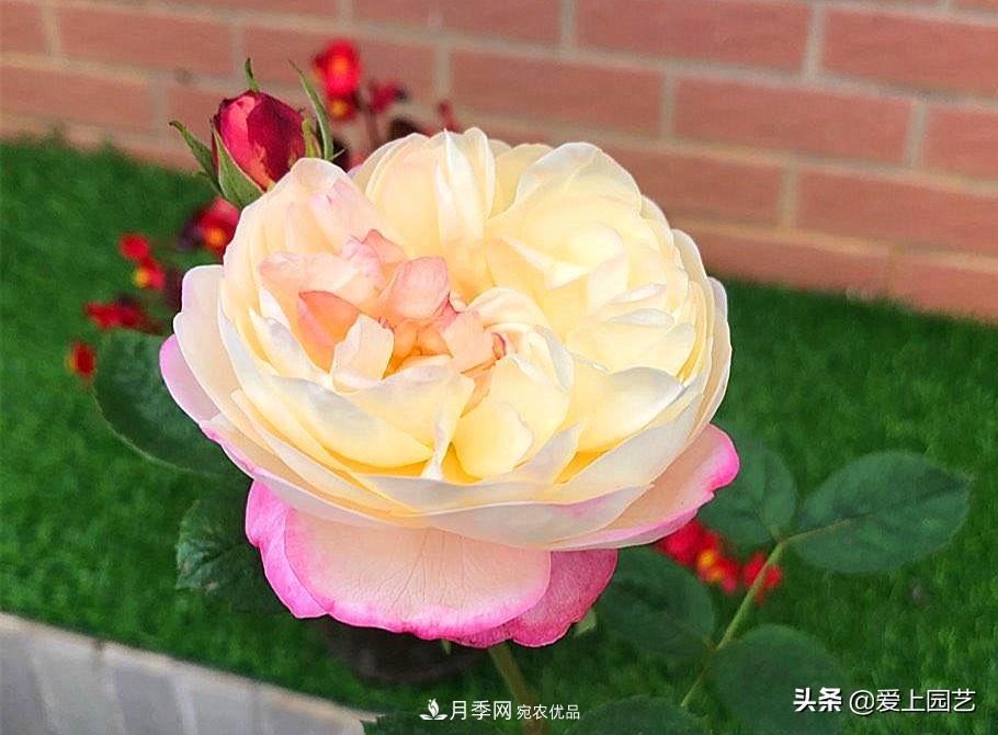 一成不變的月季不是我的菜，“百變女郎”才夠精彩(圖4)