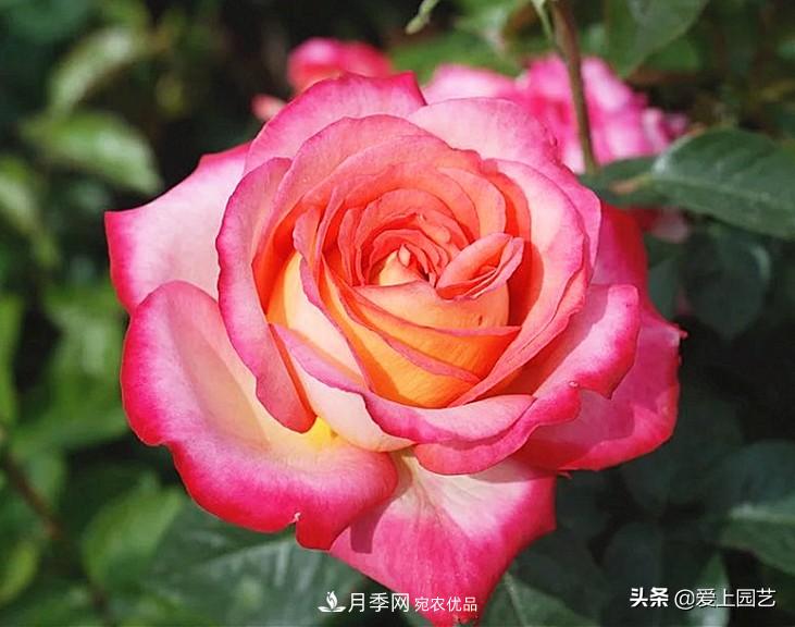 一成不變的月季不是我的菜，“百變女郎”才夠精彩(圖12)