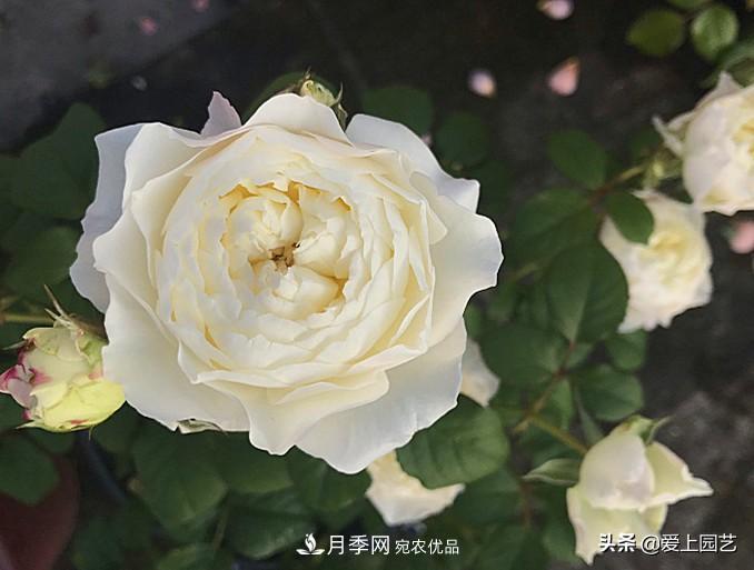 一成不變的月季不是我的菜，“百變女郎”才夠精彩(圖8)