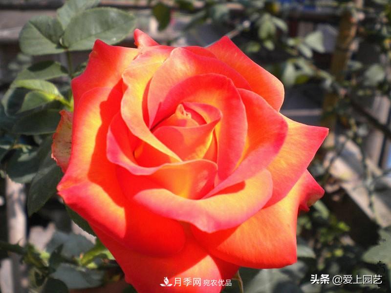 一成不變的月季不是我的菜，“百變女郎”才夠精彩(圖11)