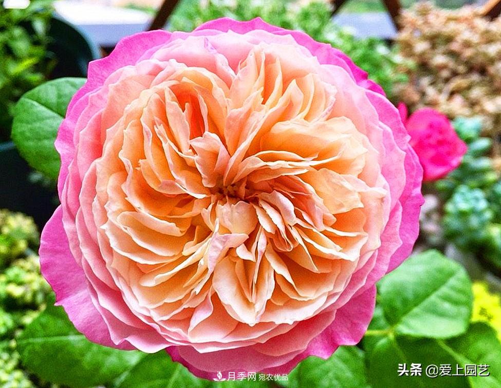 一成不變的月季不是我的菜，“百變女郎”才夠精彩(圖10)
