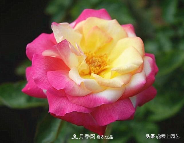 一成不變的月季不是我的菜，“百變女郎”才夠精彩(圖14)